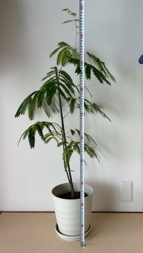 エバーフレッシュ 100cm