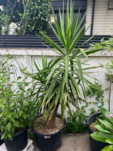 [植物売ります] ユッカ エレファンティペス
