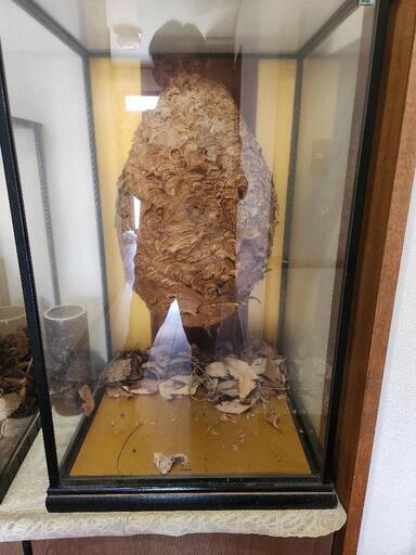 蜂の巣 木製ガラスケース入り 置物 蜂の巣 木製ガラスケース入り 置物