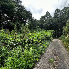 千葉県八街市の土地　を1万円でお譲りいたします❕❕