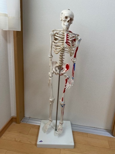 【取引終了\n】骨模型スタンド付き　85cm