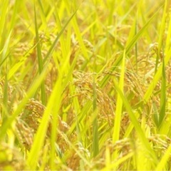 ⭐️お値下げしました⭐️2024新米30kg  