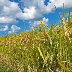 ⭐️お値下げしました⭐️2024新米30kg  