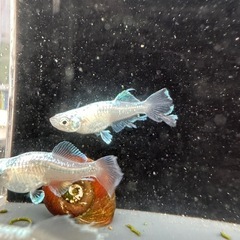 メダカ【如水】若魚(種親)①ペア　メダカの館ワッチ様血統　準直系【高級魚】