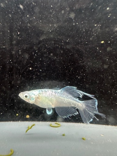 メダカ【如水】若魚(種親)①ペア　メダカの館ワッチ様血統　準直系【高級魚】