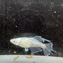 メダカ【如水】若魚(種親)①ペア　メダカの館ワッチ様血統　準直系 メダカ【如水】若魚(種親)①ペア メダカの館ワッチ様血統 準直系