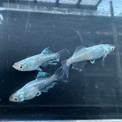 メダカ【如水】若魚(種親)①ペア　メダカの館ワッチ様血統　準直系【高級魚】