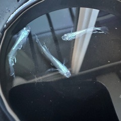 メダカ【如水】若魚(種親)①ペア　メダカの館ワッチ様血統　準直系【高級魚】
