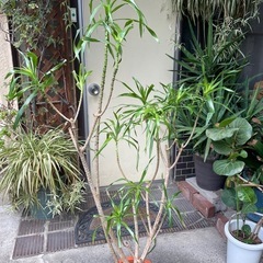 観葉植物🪴ドラセナ
