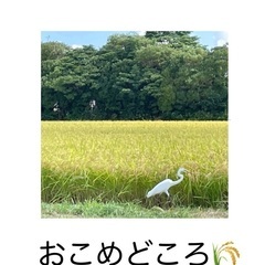 🌾令和6年度もち米　カグラモチ【量り売り】