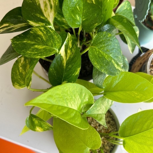 観葉植物　ポトス2種