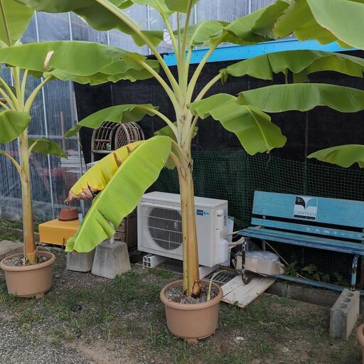 アイスクリームバナナ実のなる木