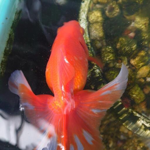 金魚土佐錦ベランダ上物