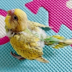 先天性疾患あります🐣セキセイインコ　天使ちゃん🐣