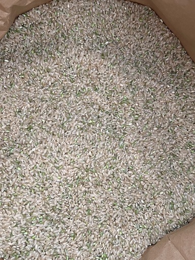 青森産新米玄米