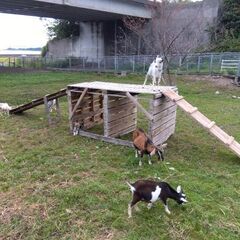 🐐山羊を飼っている人・山羊を飼いたい人の情報交換🐐