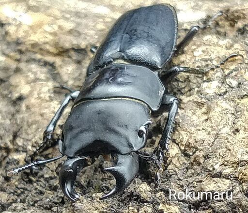 【幼虫8頭】②メタドルクス ロトゥンダトゥス ツヤケシクワガタ (9月中旬孵化)