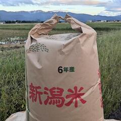 ②牛ふん堆肥を入れた田んぼで作ったコシヒカリ 令和６年産  新潟...