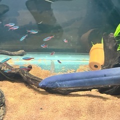 熱帯魚　レピドシレンパラドクサ