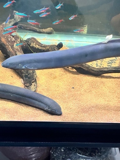 熱帯魚　レピドシレンパラドクサ
