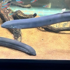 熱帯魚　レピドシレンパラドクサ