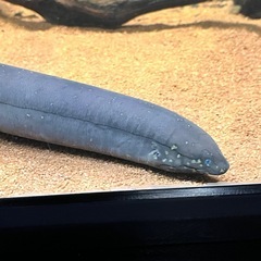 熱帯魚　レピドシレンパラドクサ