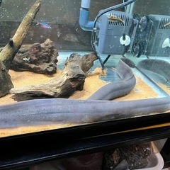 熱帯魚　レピドシレンパラドクサ