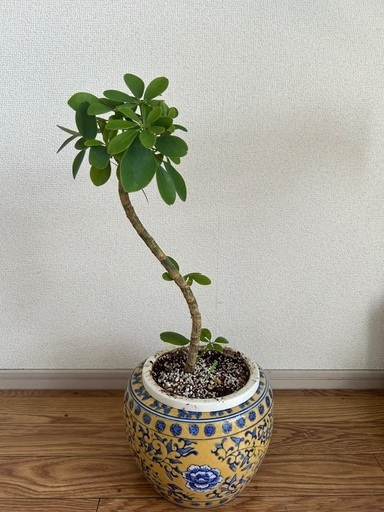 カポック　観葉植物