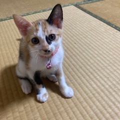 三毛猫 メス 生後3ヶ月