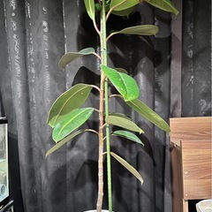 ゴムの木　観葉植物