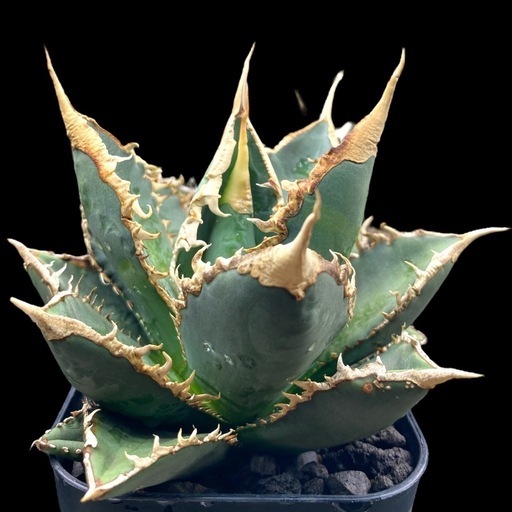 v200 アガベ チタノタ 狼人 アガベ 狼人 Agave titanota 'Werewolf