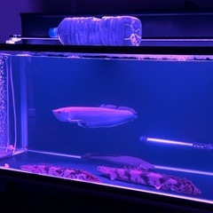 エンドリケリー水槽セット！売約済