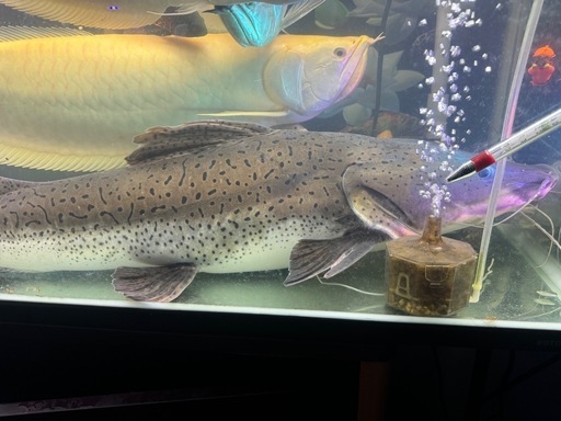 巨大レッドテールキャット×タイガーシャベルノーズハイブリッド