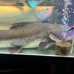 タイガーシャベルノーズ 80cm オーバー