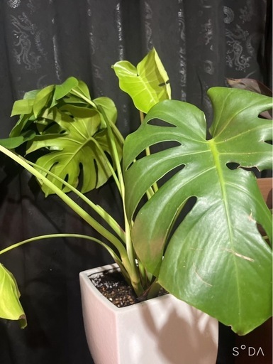 観葉植物　モンステラ