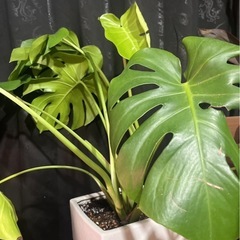 観葉植物　モンステラ