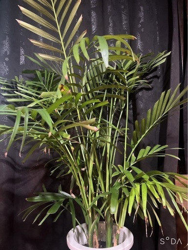 観葉植物　アレカヤシ　インテリア