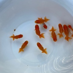 （2424）宇野系らんちゅう 2歳魚5匹セット　5.5cm〜6....