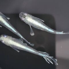 値下げ】絵画 雪の越後 作者：佐藤準一