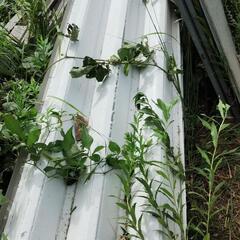 ヨドハウスN/YHN12畳