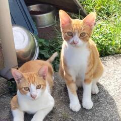 3ヶ月の元気な子猫です