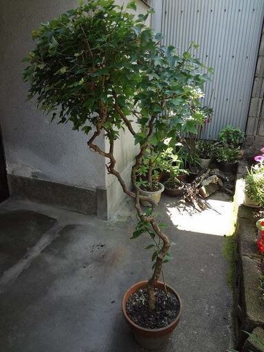 大型観葉植物　かえで　鉢　年代モノ