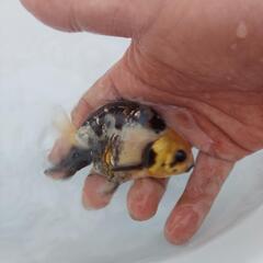 金魚　種親放出　江戸錦　３才