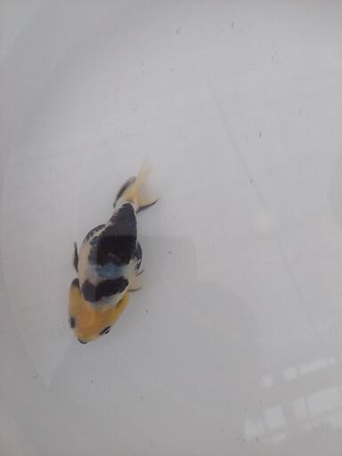 金魚　種親放出　江戸錦　３才