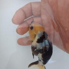 金魚　種親放出　江戸錦　３才