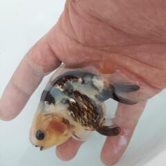 金魚　種親放出　江戸錦　３才