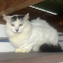 総合公園不審死のあった現場の猫　ふわふわしょうちゃん