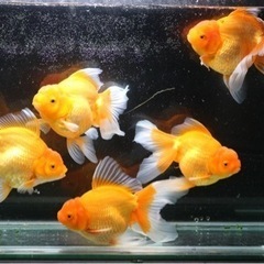 ジャンボオランダの中古が安い！激安で譲ります・無料であげます  