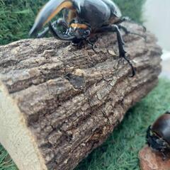 ヘラクレスオオカブト　オス•メス　ペア