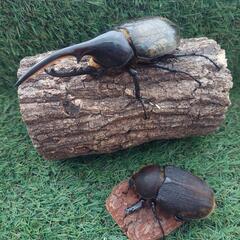 ヘラクレスオオカブト　オス•メス　ペア